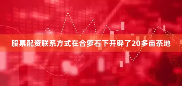 股票配资联系方式在合箩石下开辟了20多亩茶地